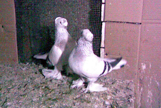 Arka Tepe Mavi Güvercin