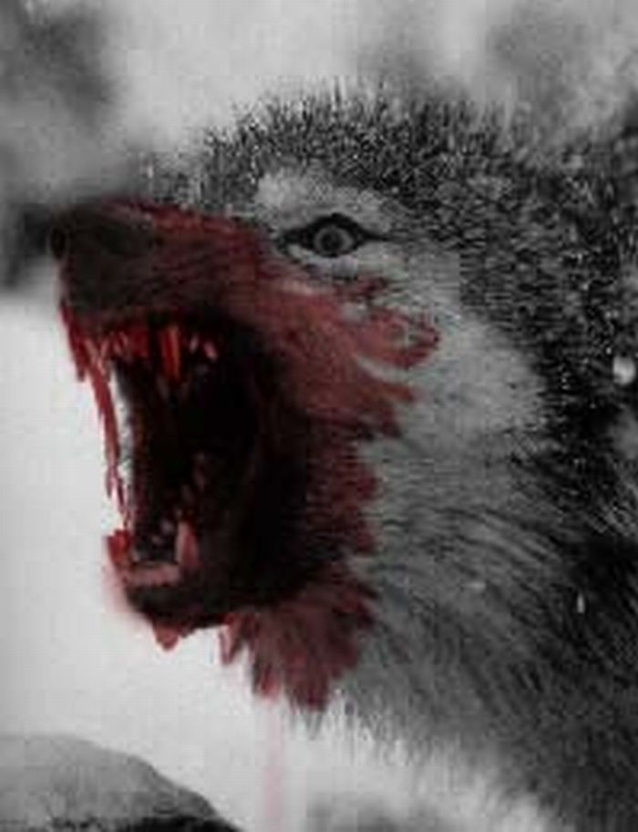 [vicious_wolf_by_ravenous_squirrel.jpg]