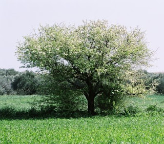 Τα δέντρα μεγαλώνουν πια πιο γρήγορα λόγω της κλιματικής αλλαγής δέντρο1+ΑθηνάπΚ