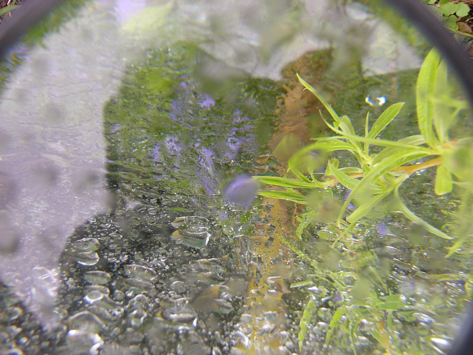 [eső-nagyító+029.jpg]