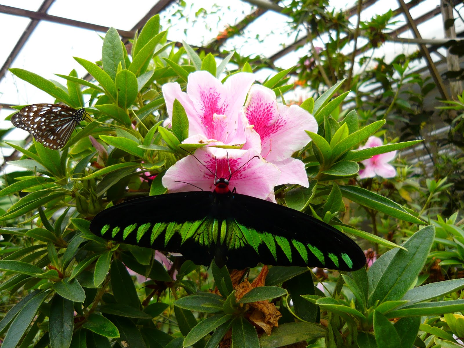 Perfect Holiday: Butterfly Farm