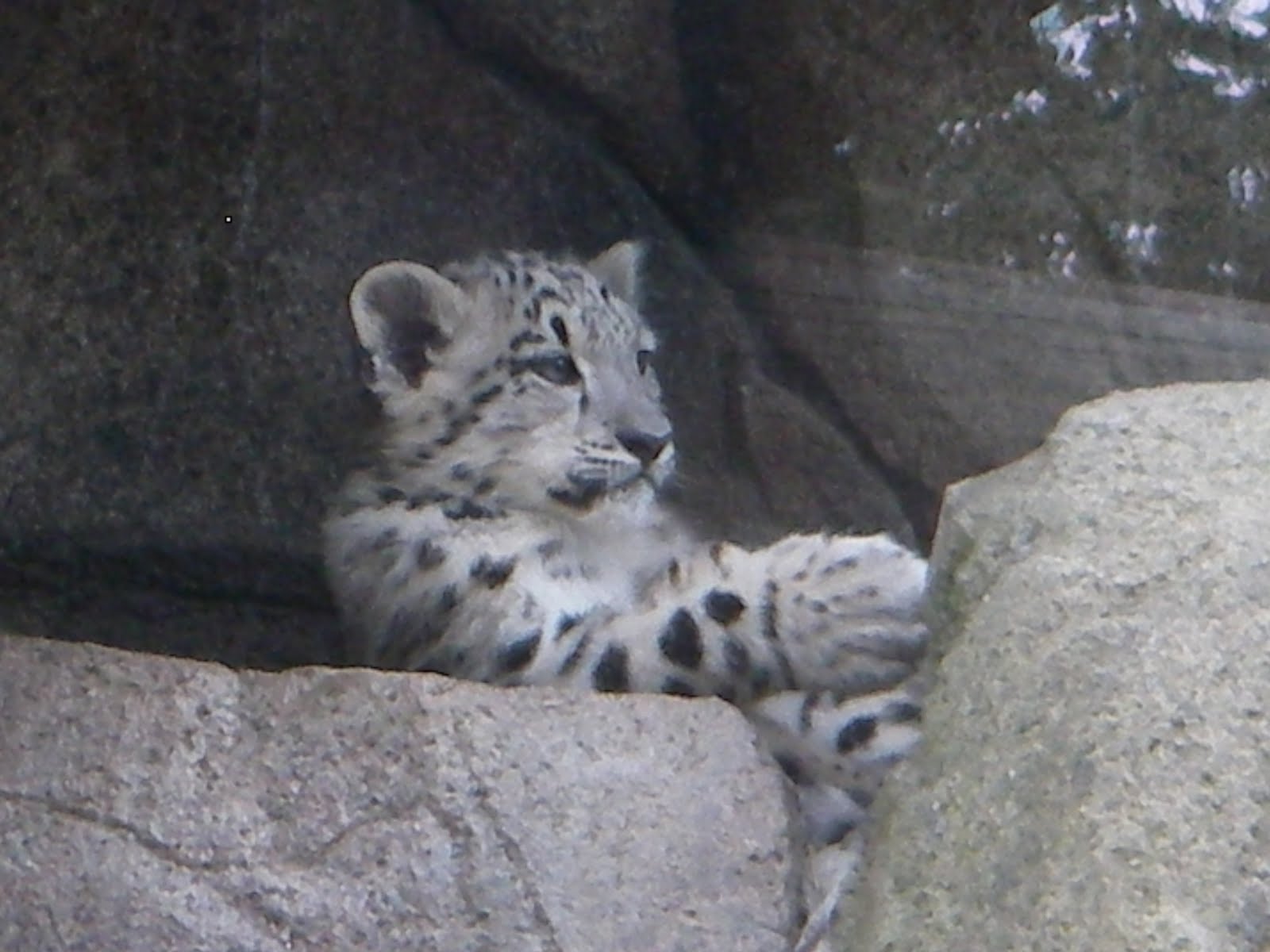 Sunny Buffalo A visit to the Buffalo Zoo