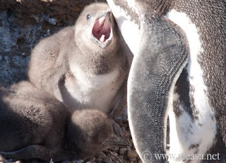 Pichones de Pingüinos semana 3 en Península Valdés