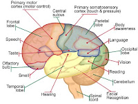 Brain Anatomy Diagram Brain Anatomy Diagram
