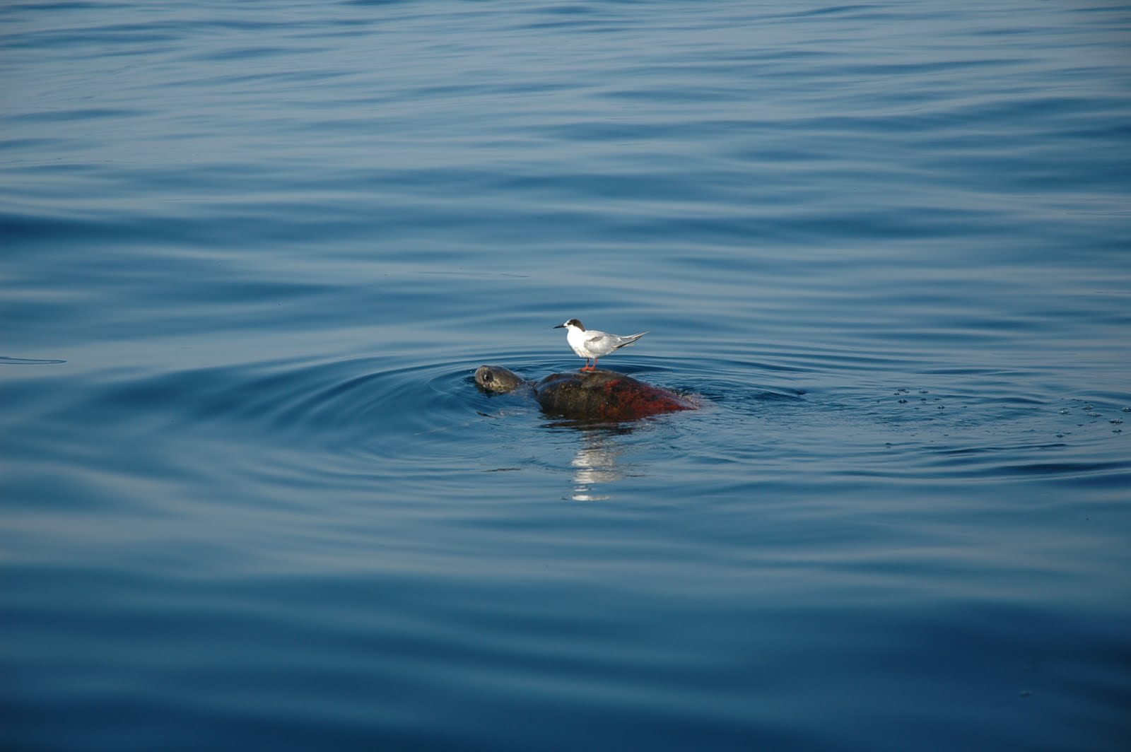 [DSC_0620.JPG]