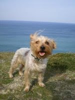 TANA, , LA PERRITA DE MARTA,  EN BARRIKA