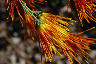 Rotary Botanical Gardens Hort Blog Witch Alders Fothergilla