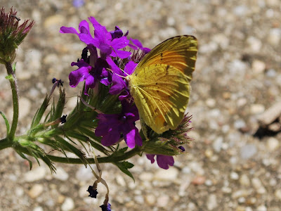 Plant Inventory At 20 Timothy Buddleia Butterfly Bush