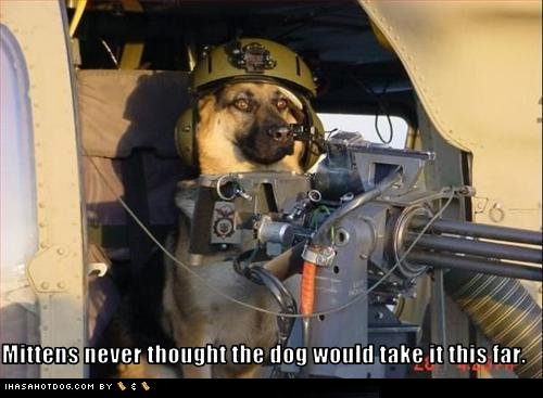 [funny-dog-pictures-dog-prepares-for-battle-with-cats.jpg]