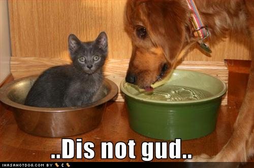 [funny-dog-pictures-there-is-a-kitten-in-the-food-bowl.jpg]