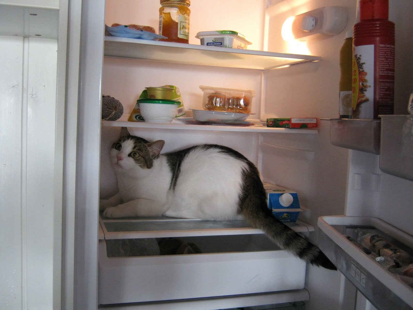 [Katze+weiß+gekühlt.JPG]