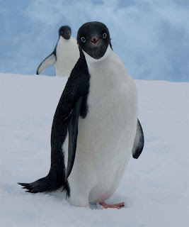 Curious penguin in Antarctica