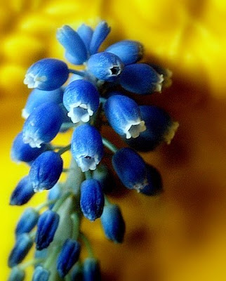 hyathis flower
