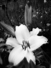 Giant lily