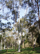 Eucalyptus Trees 3