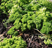 Parsley