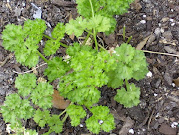 Parsley 5