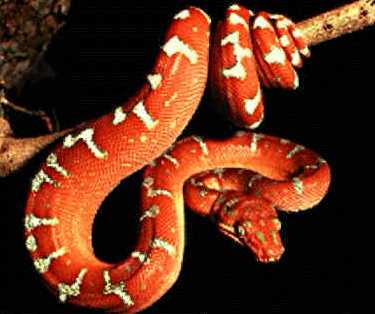 serpientes serpiente reptiles serp serpents fauna vertebrados serps