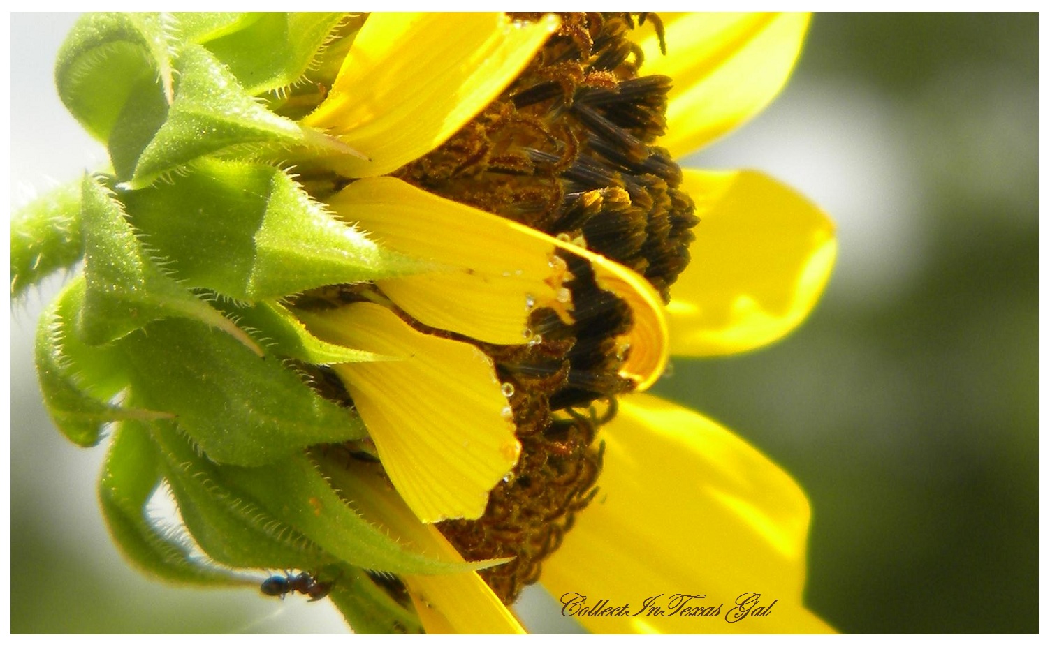 sunflower personals Bask in the suns glow with our sunflower personal checks featuring photographs of these flowers reaching for the rays of the sun native to the americas, sunflowers. sunflower personals Bask in the suns glow with our sunflower personal checks featuring photographs of these flowers reaching for the rays of the sun native to the americas, sunflowers.