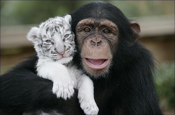 chimpanzee%2B%2Bwhite%2Btiger%2B4.jpg
