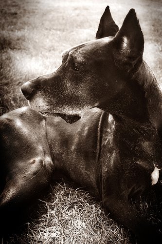 [Hound]