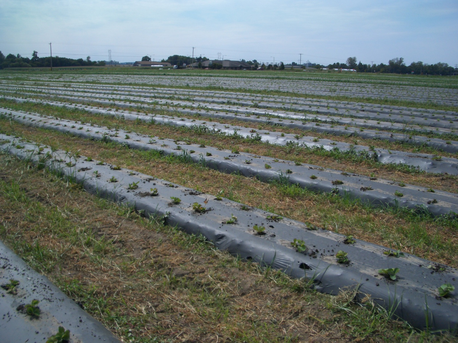 [strawbery+planting+002.jpg]