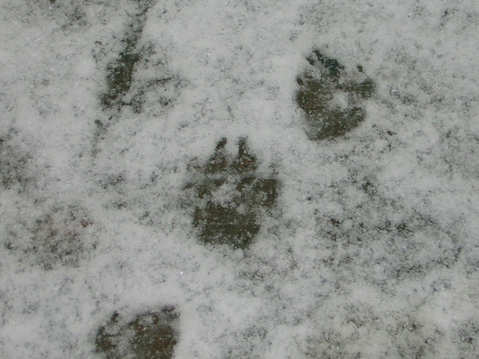 [snowpaws]