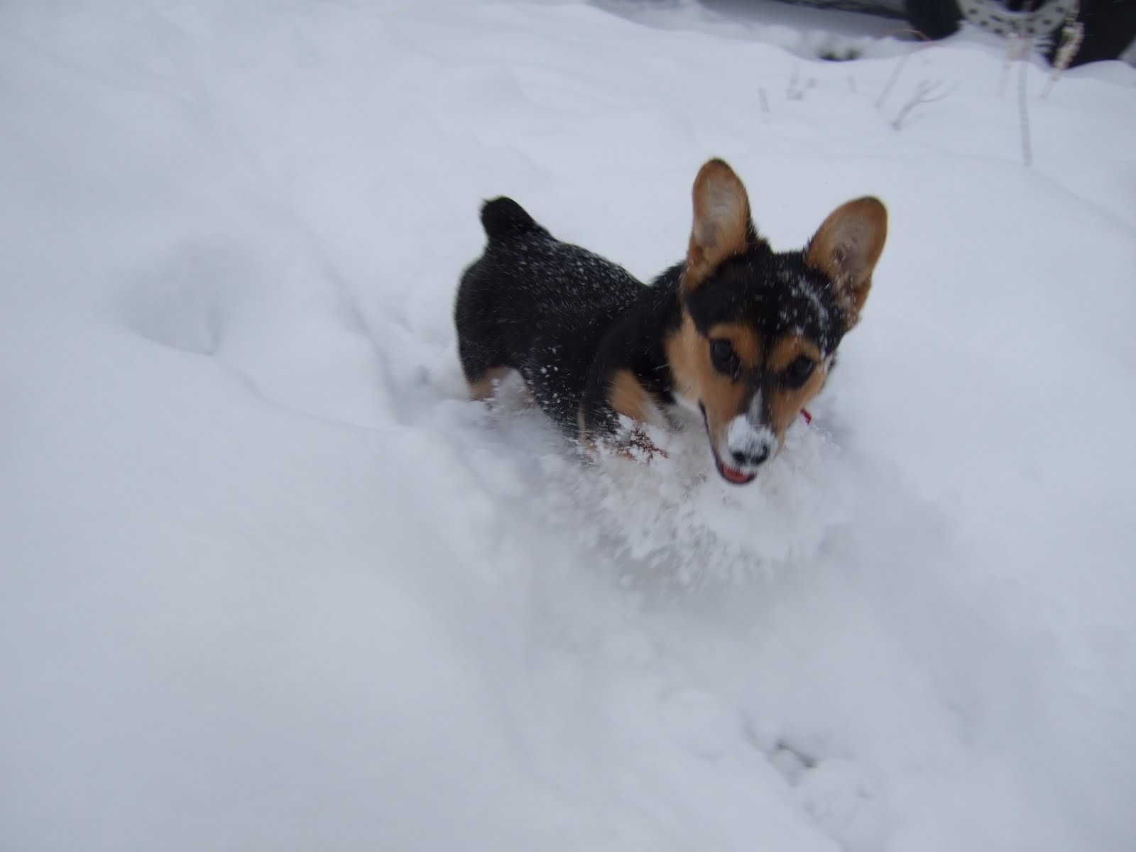 [chloesnow]