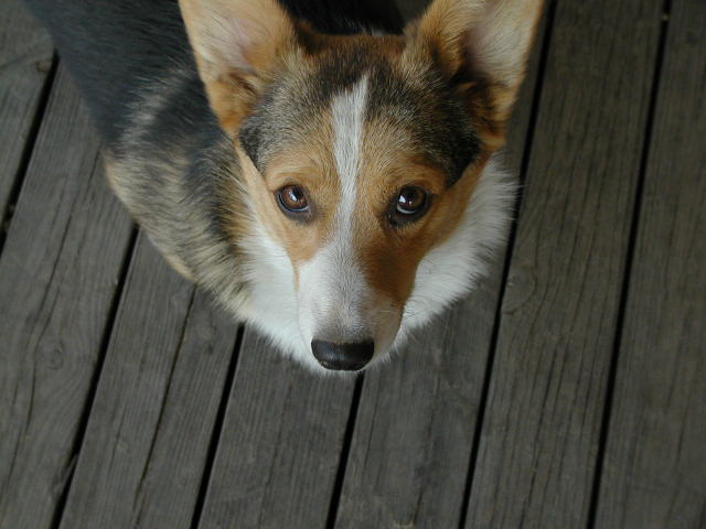 [tootsierolllookupcute]