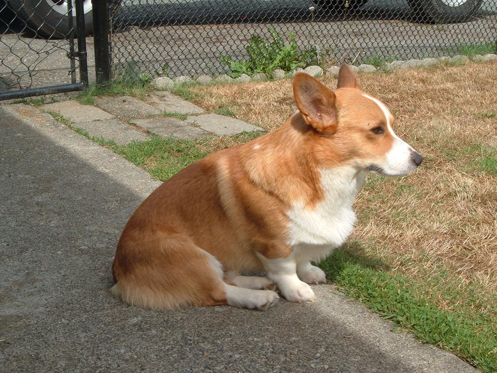 [wcorgi2]