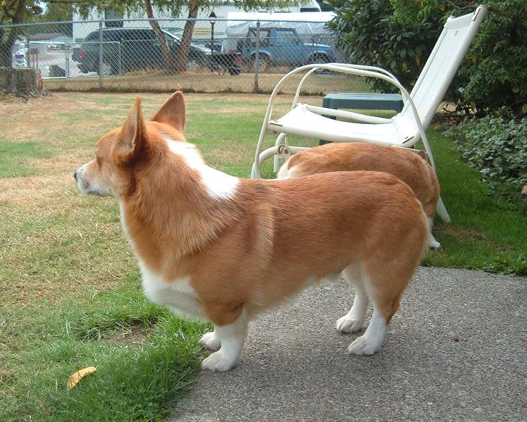 [wcorgis5]