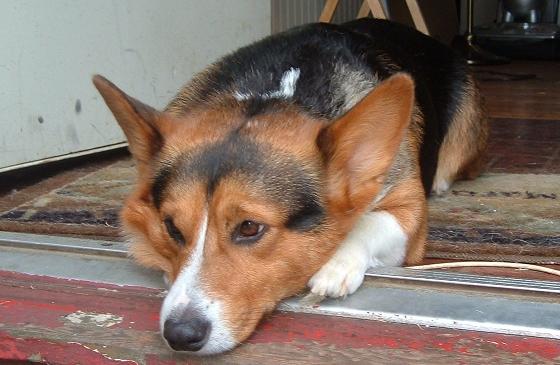 [wcorgis4]