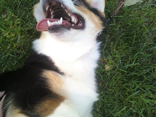 [darlalollingtongue.jpg]