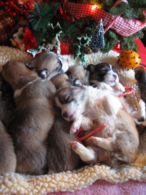 [xmascorgi1.jpg]