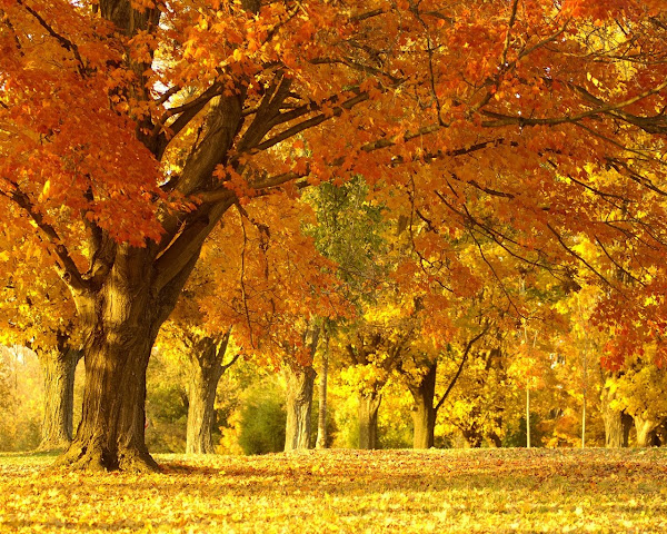 ¡Ya ha entrado el maravilloso Otoño!