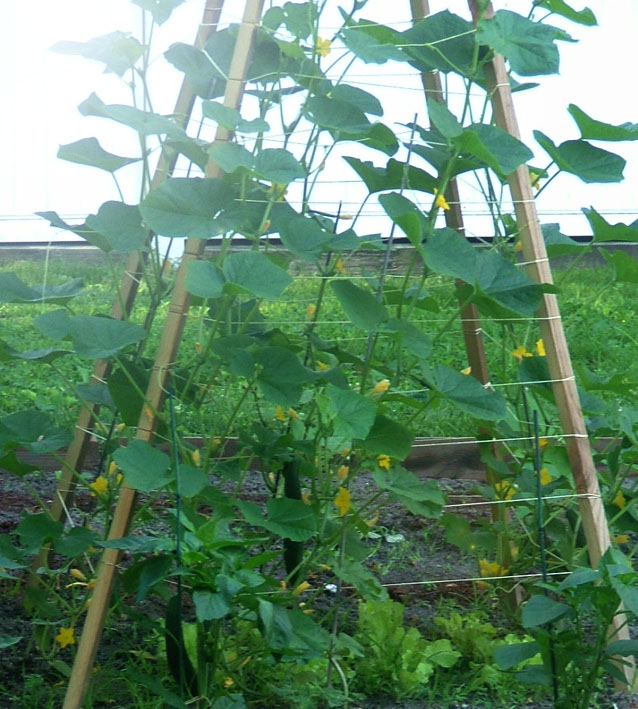 CastleAndCottageSigns: Morning in the Garden...