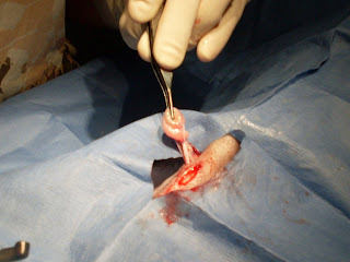 testicles testicle cryptorchid removal removed both normal after very tri give just dogs