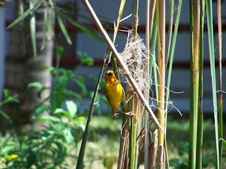 Weaver Birds of East Africa