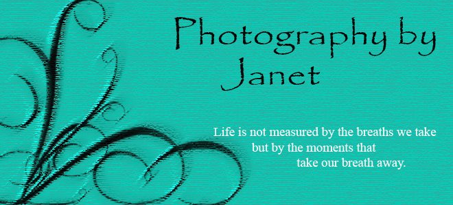 Photography by Janet