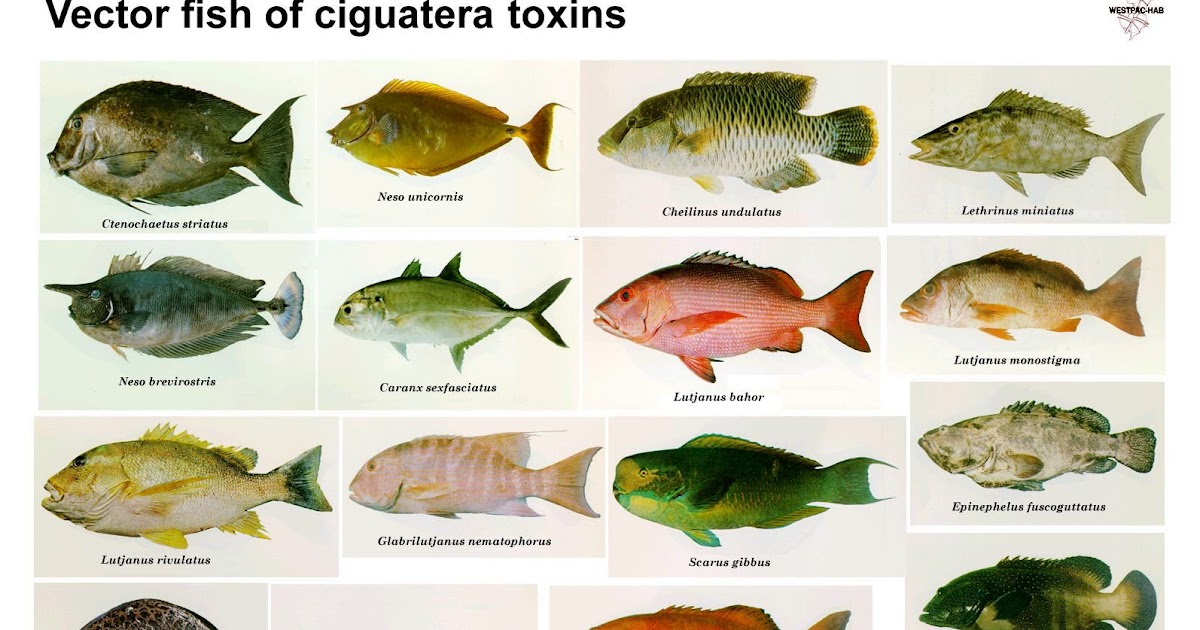 ivanildosantos: gambar ikan di laut