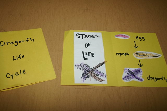 Dragonflies+life+cycle+for+kids