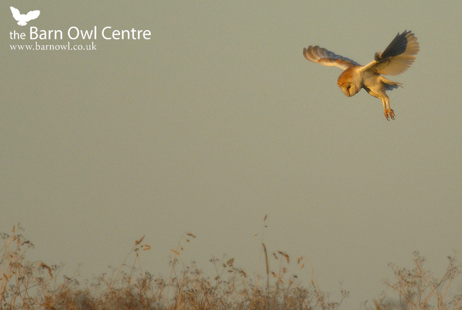 Barn Owl Centre October 2010