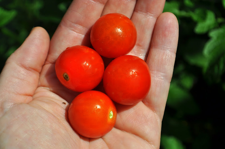 Freshly picked