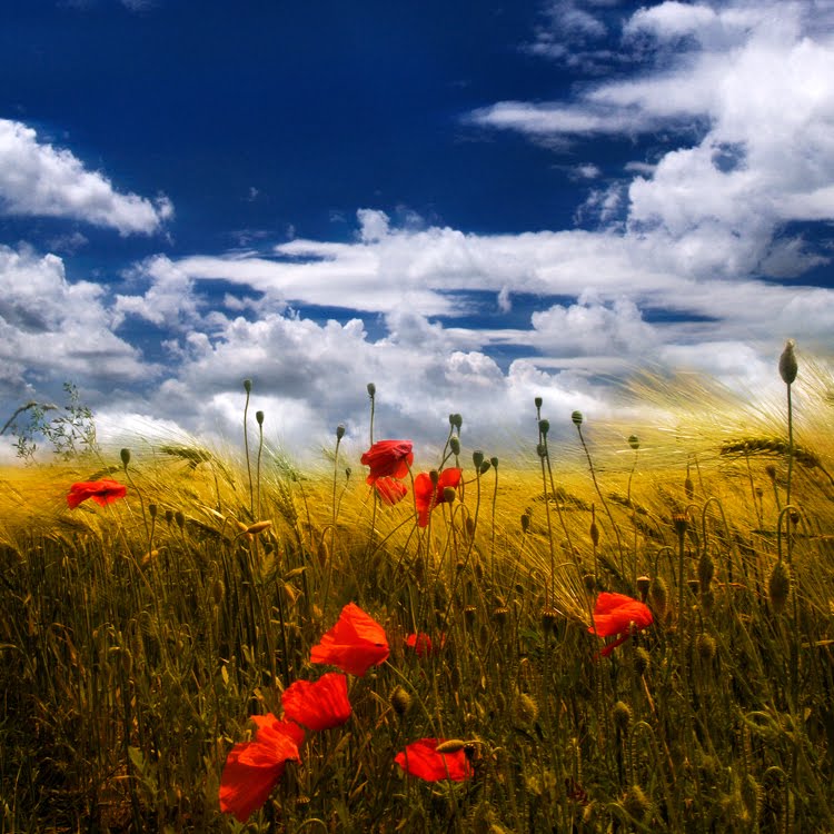 [25424-fullsize.jpg]