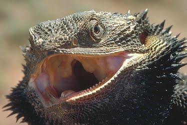 male bearded dragon mating display