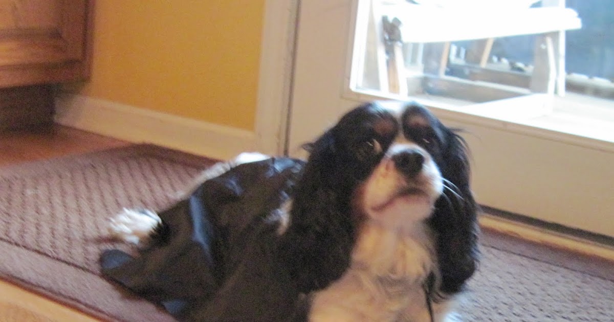Sammy the Cavalier King Charles Spaniel My Halloween Costume!
