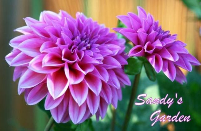Sandy's Garden