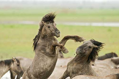Grayish-brown wild horses fighting against a green wetland plain