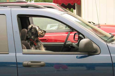 A black and white spotted dog behind the wheel of a blue Jeep Cherokee