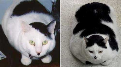 Photos of two black and white cats each with a little black mustache